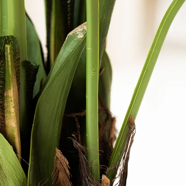 Kentia Palm 5