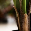 Kentia Palm 6