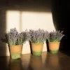 Lavendel Provence 2