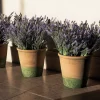 Lavendel Provence 3