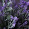 Lavendel Provence 4