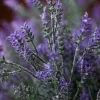 Lavendel Provence 5
