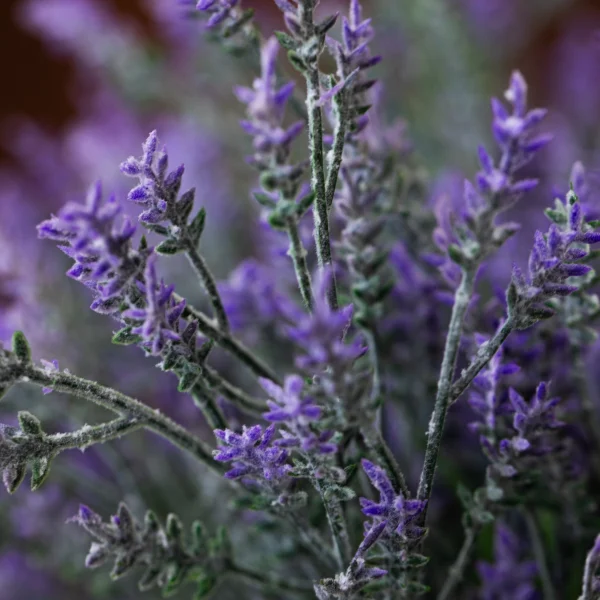 Lavendel Provence 5