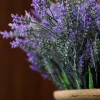 Lavendel Provence 6