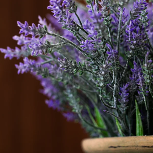 Lavendel Provence 6