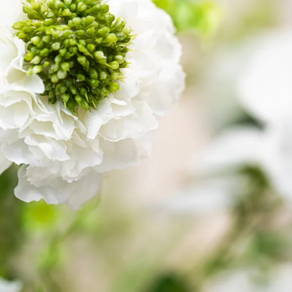 Luxe Blanc 4