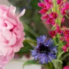 Majestic Blush 6