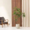 Pachira 150cm 1