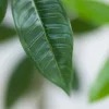 Pachira 150cm 3
