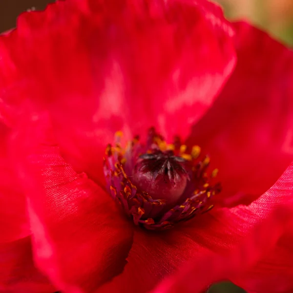 Poppy Love 5