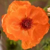 Poppy Love 6