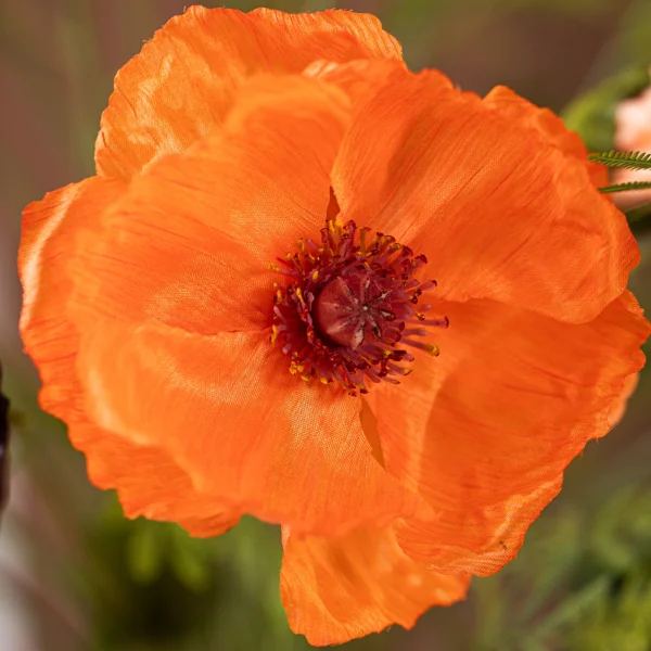 Poppy Love 6