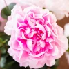 Pure Peonies 3