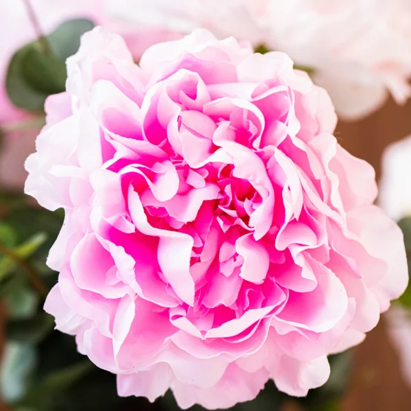 Pure Peonies 3
