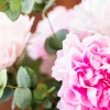 Pure Peonies 4