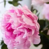 Pure Peonies 5