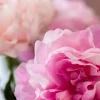 Pure Peonies 6
