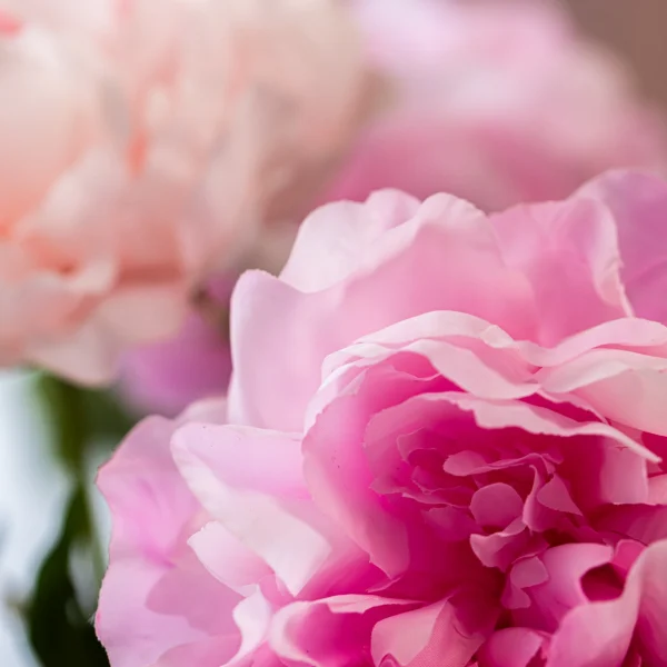 Pure Peonies 6