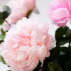 Pure Peonies 7