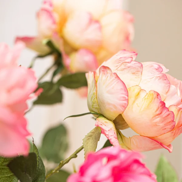 Rose Love 4