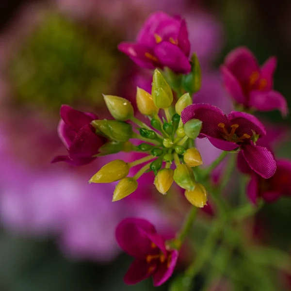 Roze Elegance 11
