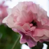 Roze Elegance 5