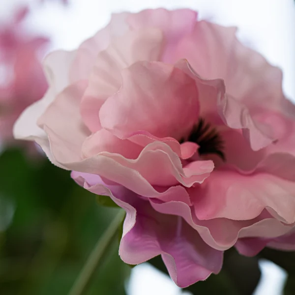 Roze Elegance 5