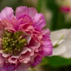 Roze Elegance 6
