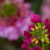 Roze Elegance 7