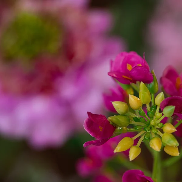Roze Elegance 7