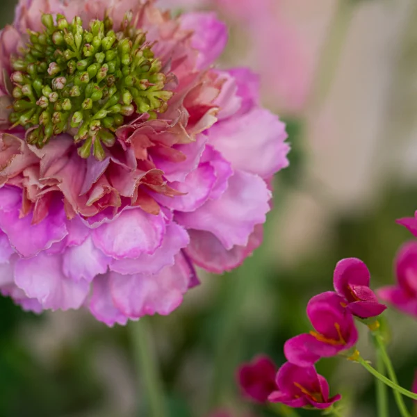 Roze Elegance 8