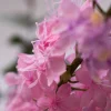 Roze Elegance 9