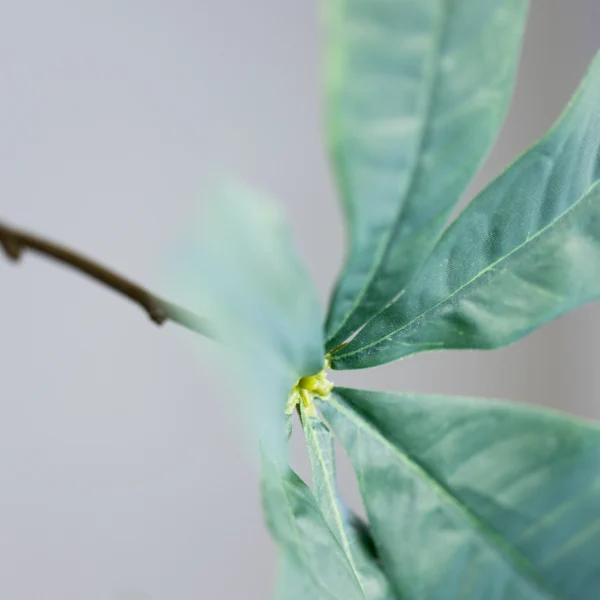 Schefflera 205cm 4