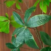 Schefflera 205cm 5