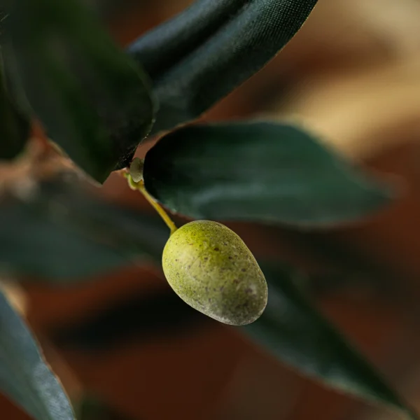 Serenité Olive 4