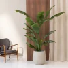 Strelitzia 1