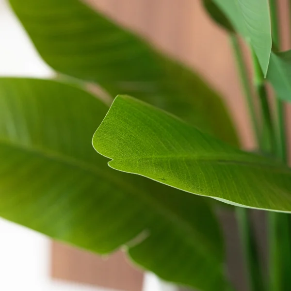 Strelitzia 180cm 4