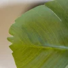 Strelitzia 2