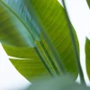 Strelitzia 3