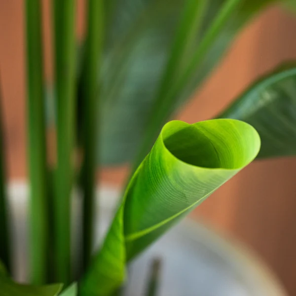 Strelitzia 5