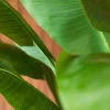 Strelitzia 6