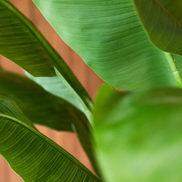Strelitzia 6