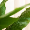 Strelitzia 7