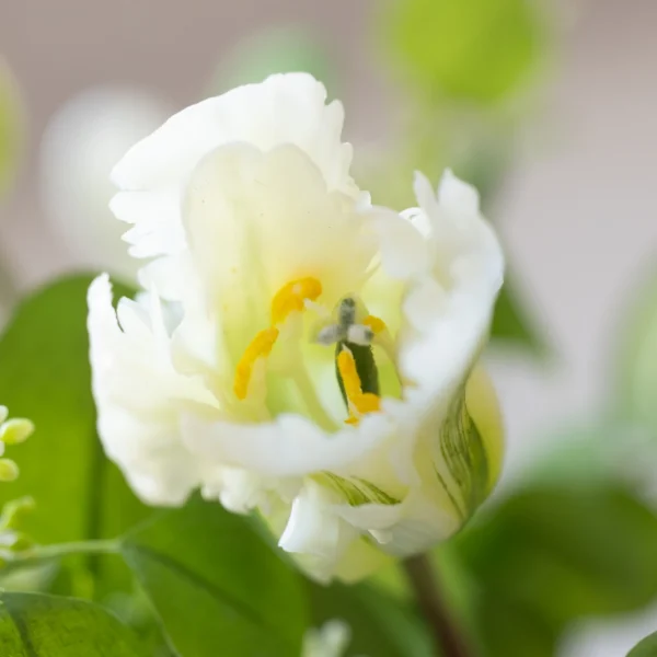 Tulip Serenity 5
