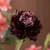 Velvet Rose 3