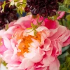 Velvet Rose 4