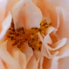 Velvet Rose 5