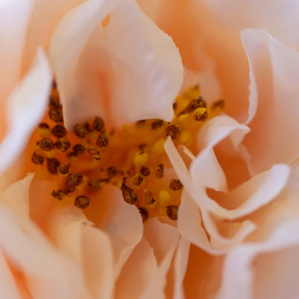 Velvet Rose 5