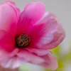 Velvet Rose 6