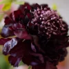 Velvet Rose 7